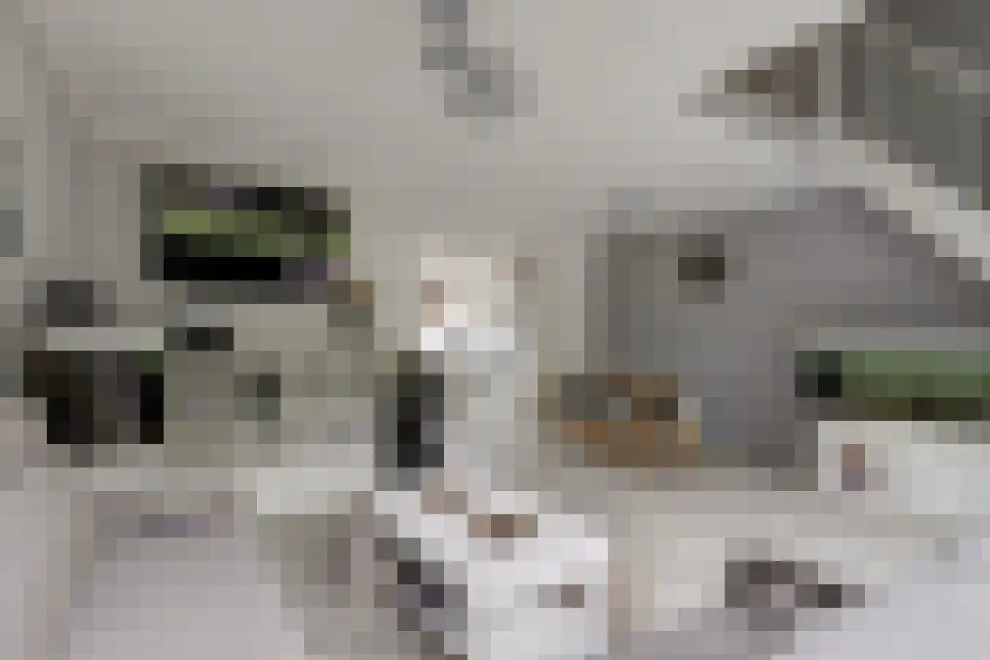 Kamelenspoor 8 Maarssen thumbnail 9