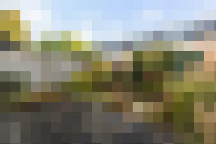 Kameleonring 15 Dordrecht thumbnail 5