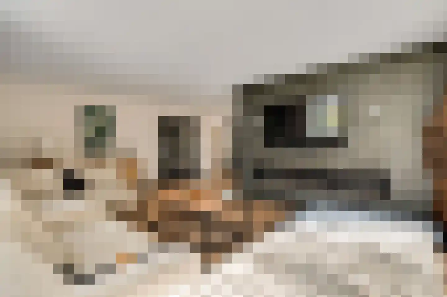 Kamersven 8 Maarheeze thumbnail 10