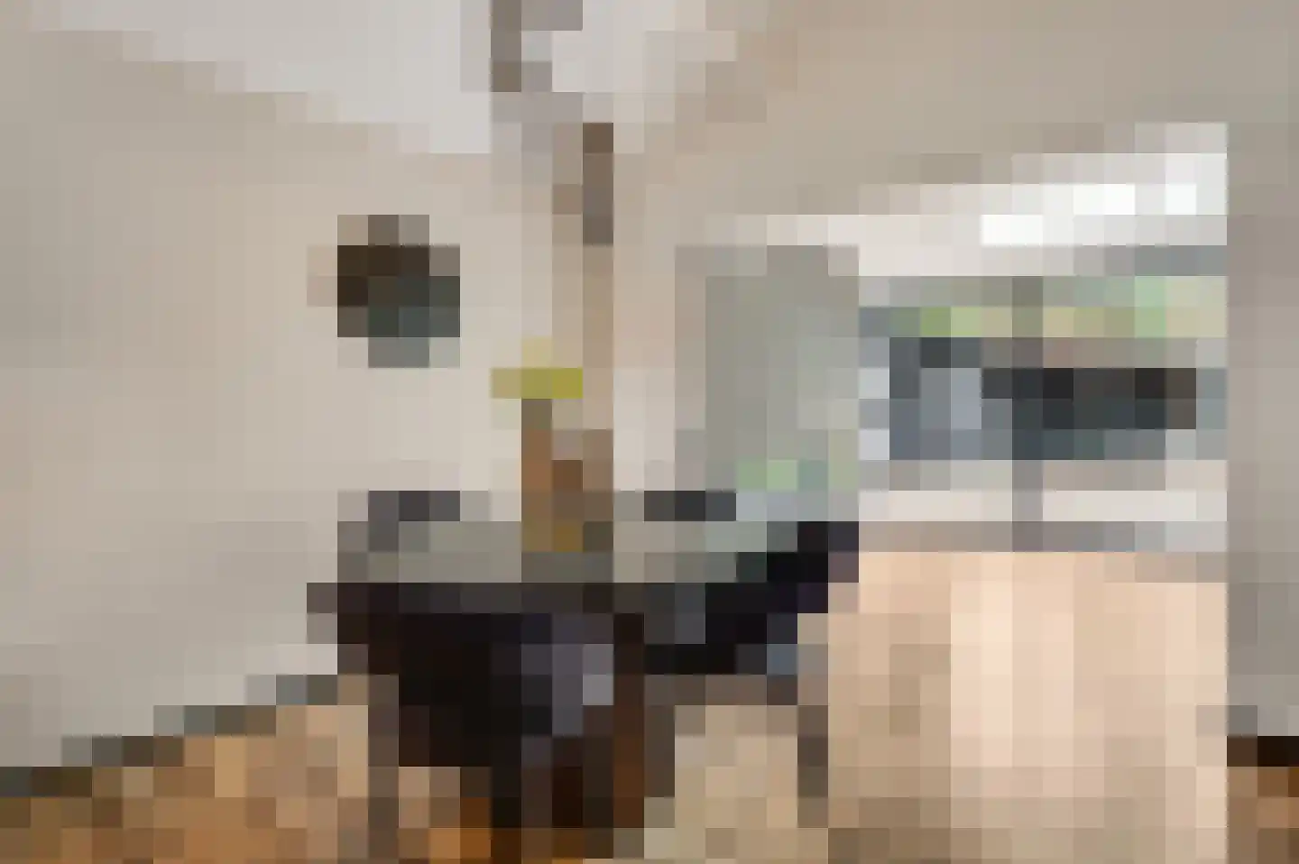 Kamersven 8 Maarheeze thumbnail 34