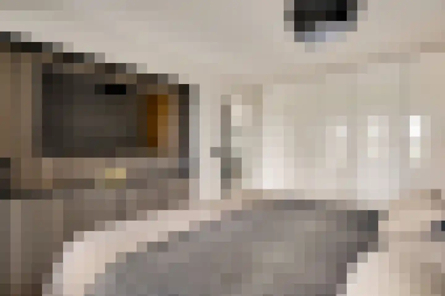 Kamersven 8 Maarheeze thumbnail 41