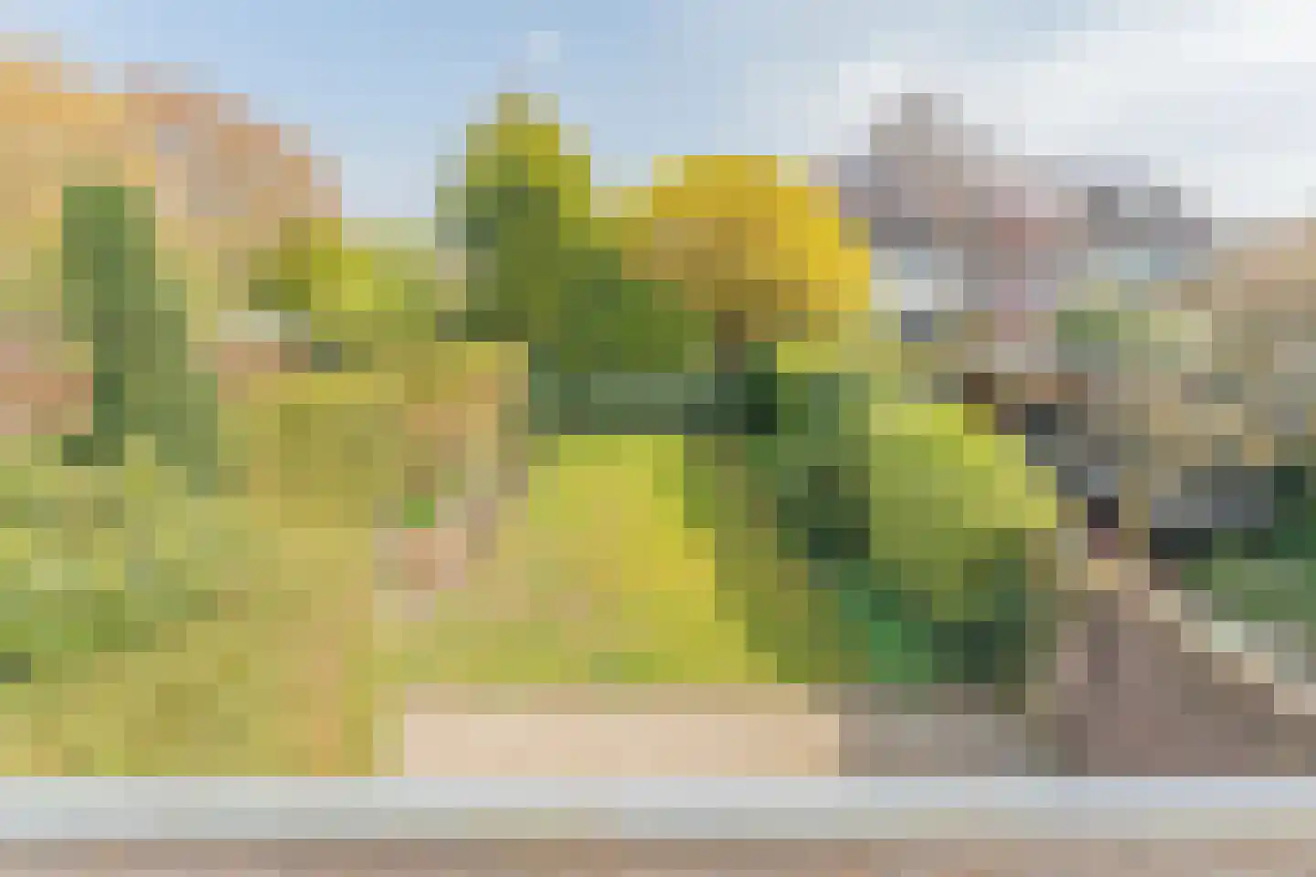 Kamgras 1 Veenendaal thumbnail 35