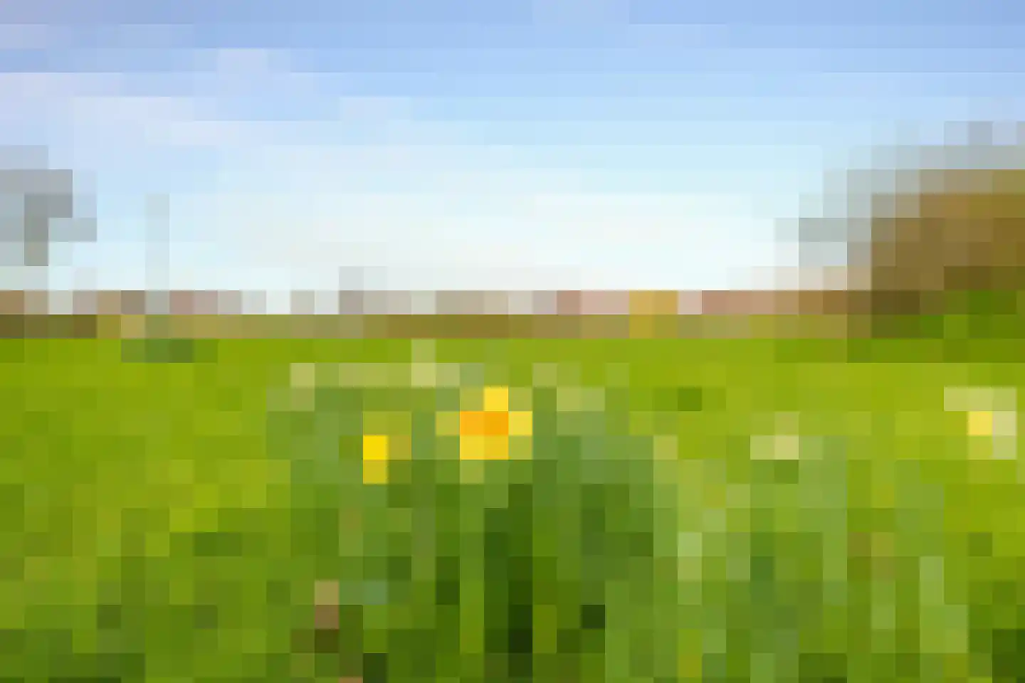 Kamgras 105 Houten thumbnail 43