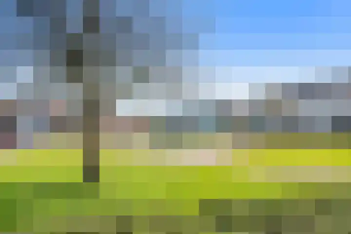 Kamgras 12 Velserbroek thumbnail 34