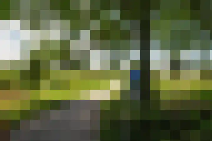 Kamgras 12 Velserbroek thumbnail 41
