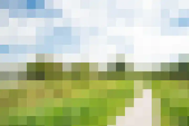 Kamgras 12 Velserbroek thumbnail 43