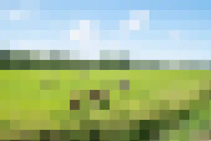 Kamgras 12 Velserbroek thumbnail 45