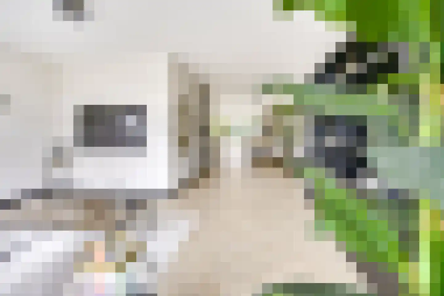 Kamgras 163 Houten thumbnail 7