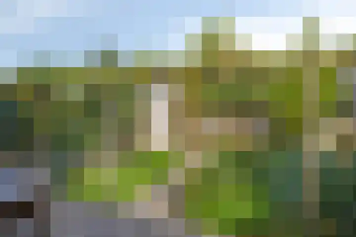 Kamgras 17 Veenendaal thumbnail 30