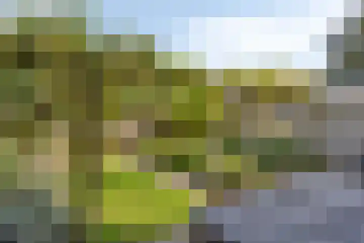 Kamgras 17 Veenendaal thumbnail 31