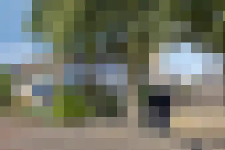 Kamgras 17 Veenendaal thumbnail 33