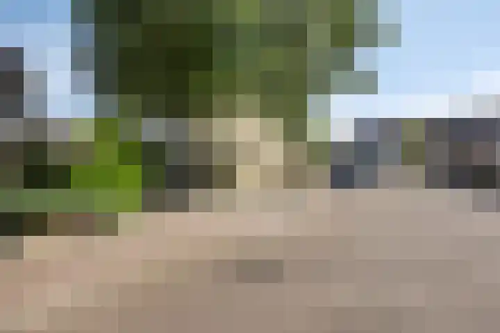 Kamgras 17 Veenendaal thumbnail 35