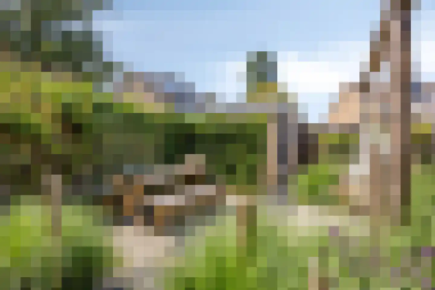 Kamgras 27 Veenendaal thumbnail 47