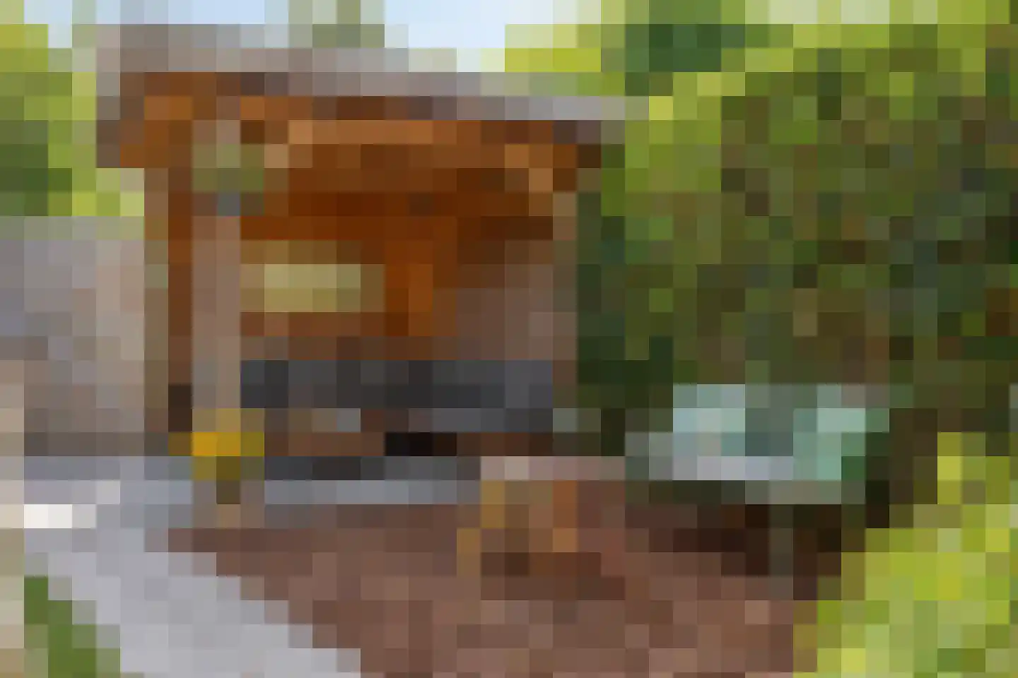 Kamgras 3 Veenendaal thumbnail 30