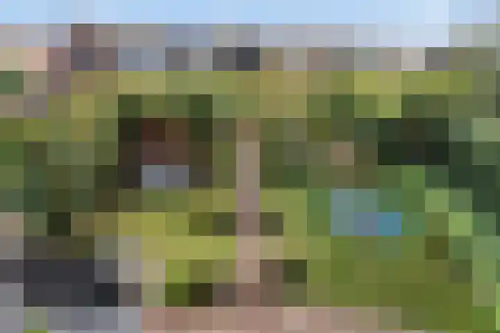 Kamgras 33 Houten thumbnail 16