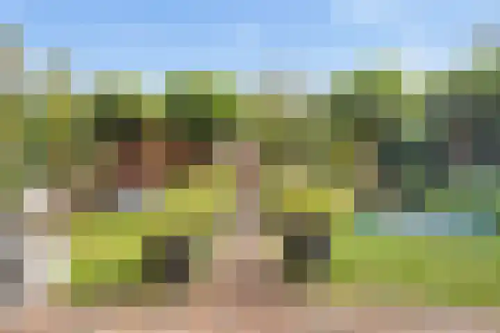 Kamgras 33 Houten thumbnail 19