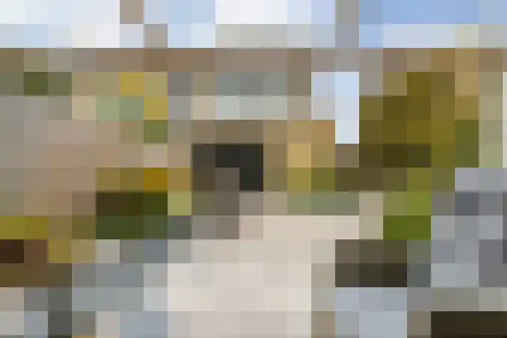 Kamgras 33 Veenendaal thumbnail 31