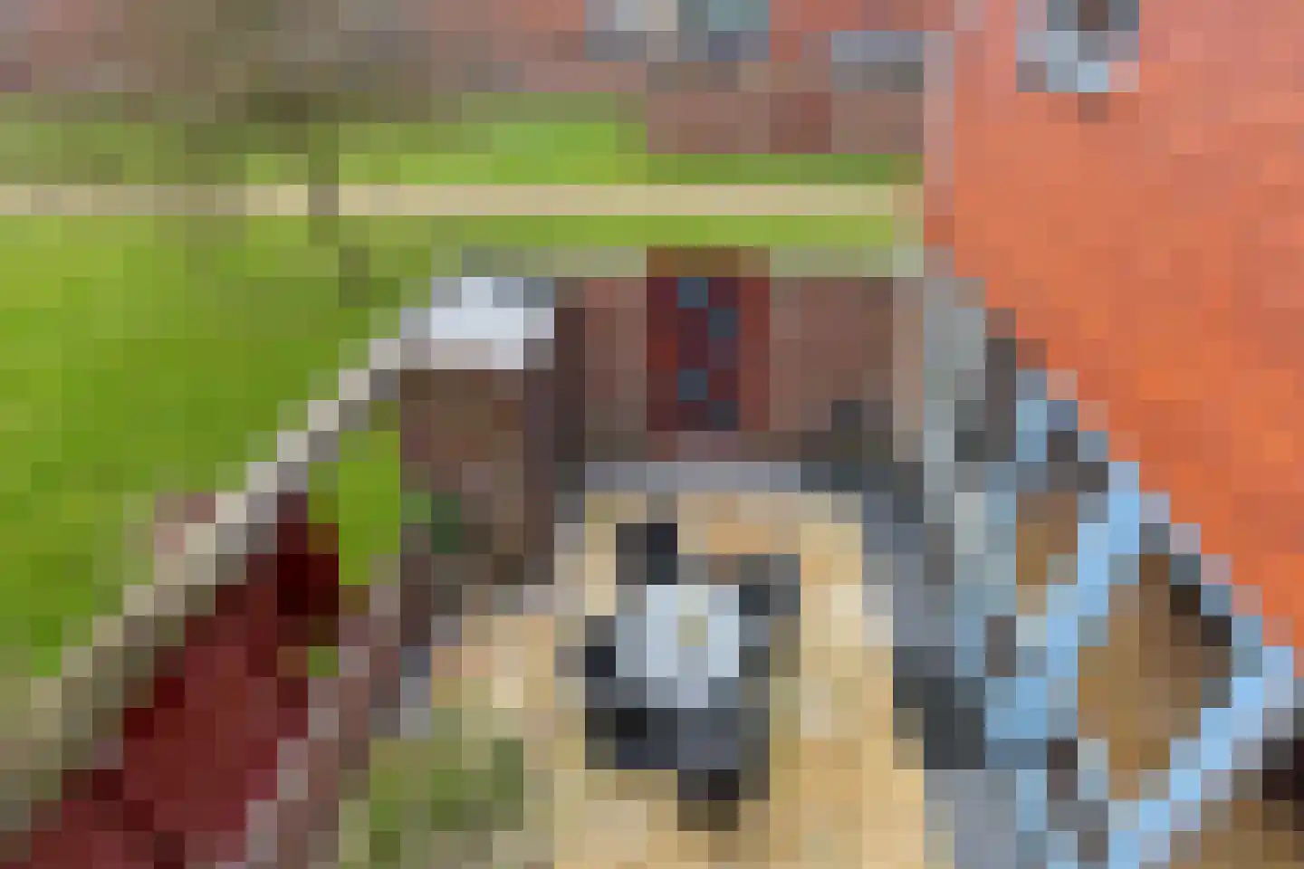 Kamgras 38 Wognum thumbnail 25