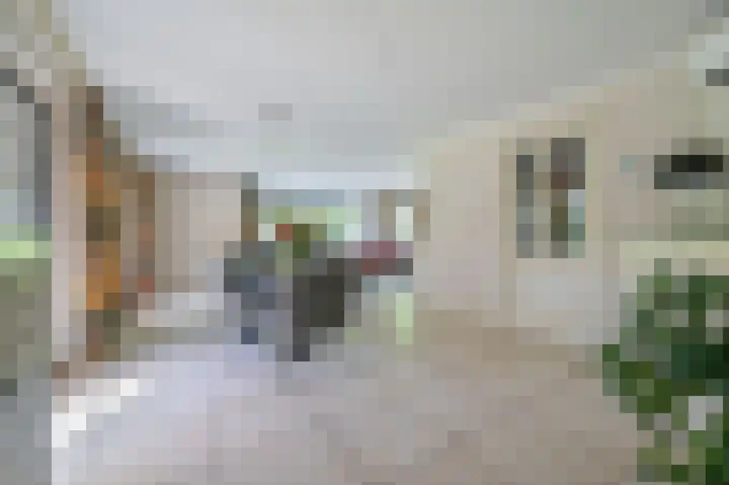 Kamgras 4 Zeewolde thumbnail 9