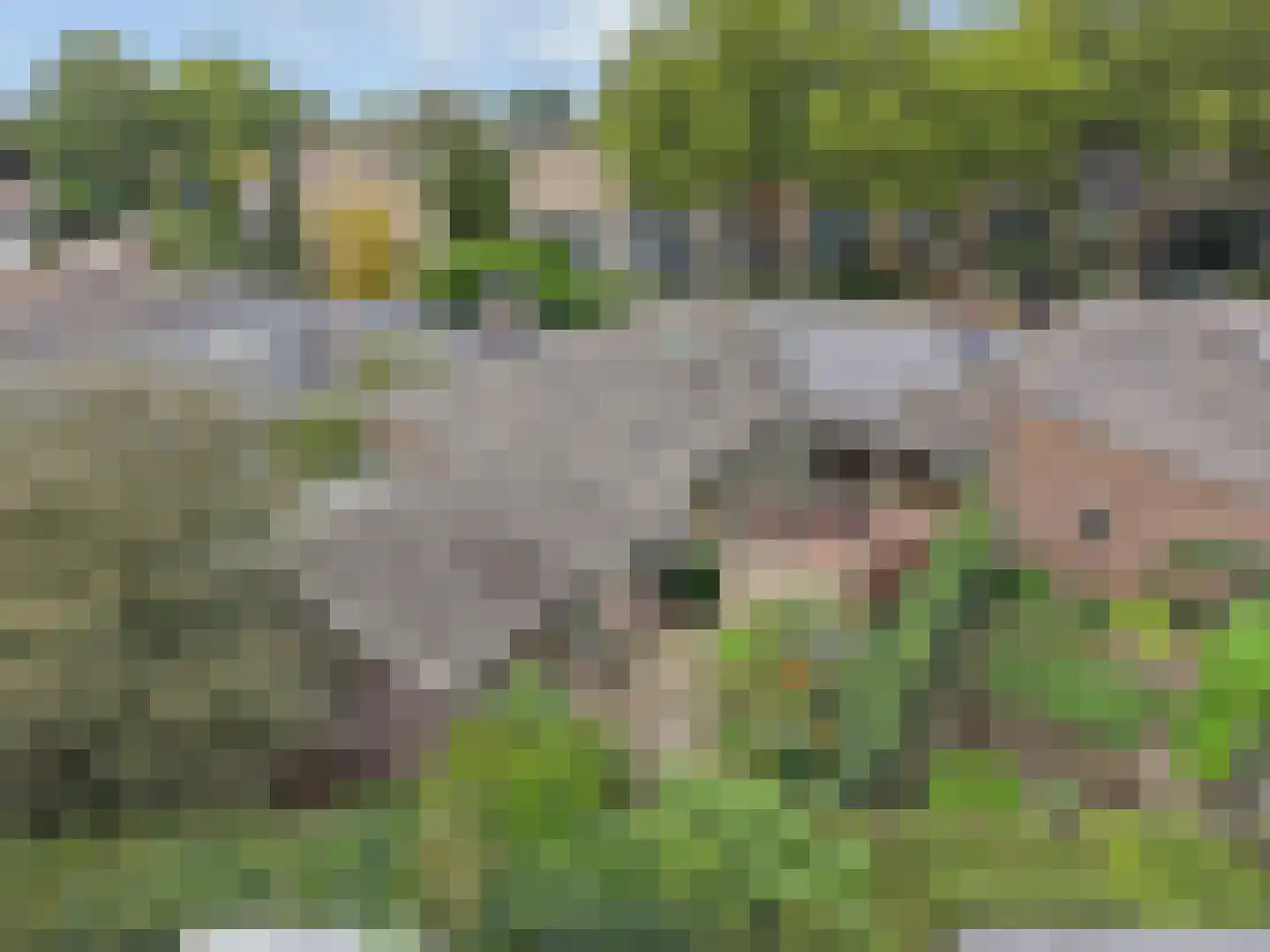 Kamgras 68 Veenendaal thumbnail 40