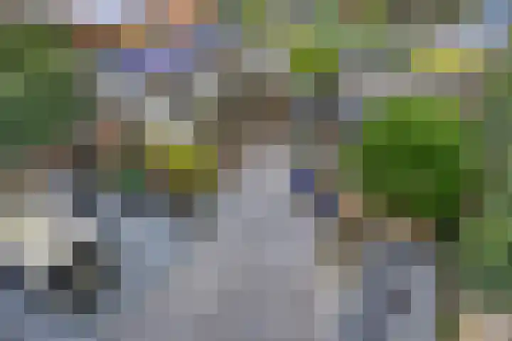 Kamgras 7 Gouda thumbnail 22