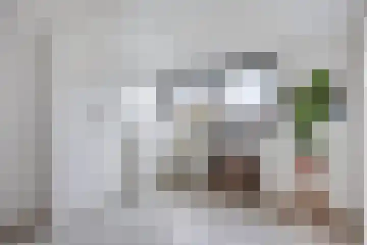 Kamgras 7 Gouda thumbnail 26