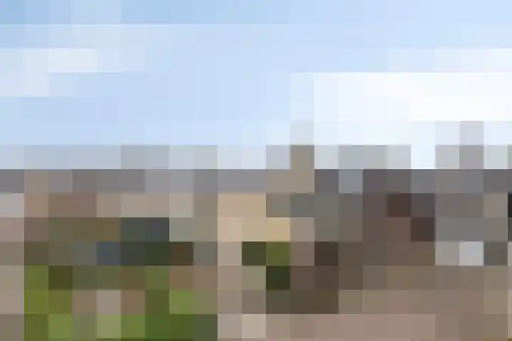 Kamgras 7 Gouda thumbnail 38