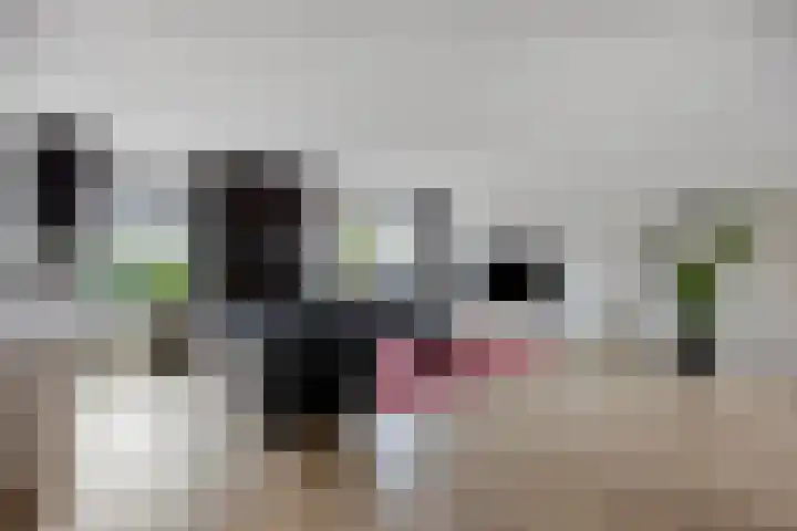Kamgras 7 Gouda thumbnail 4
