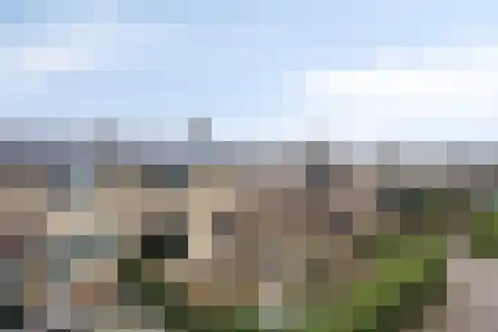 Kamgras 7 Gouda thumbnail 40