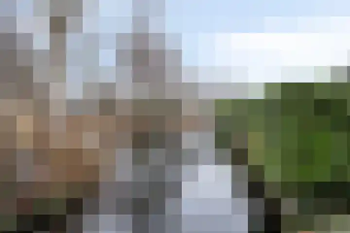 Kamgras 7 Gouda thumbnail 41