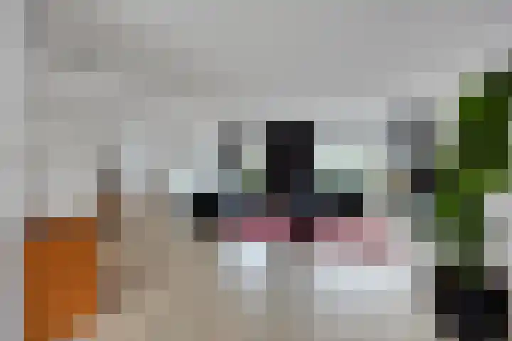 Kamgras 7 Gouda thumbnail 6