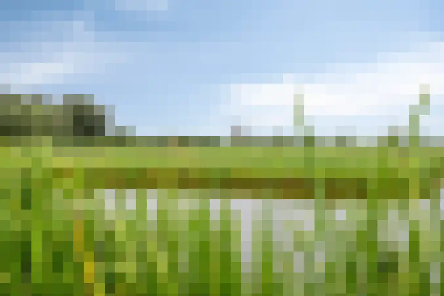 Kamgras 7 Haastrecht thumbnail 5