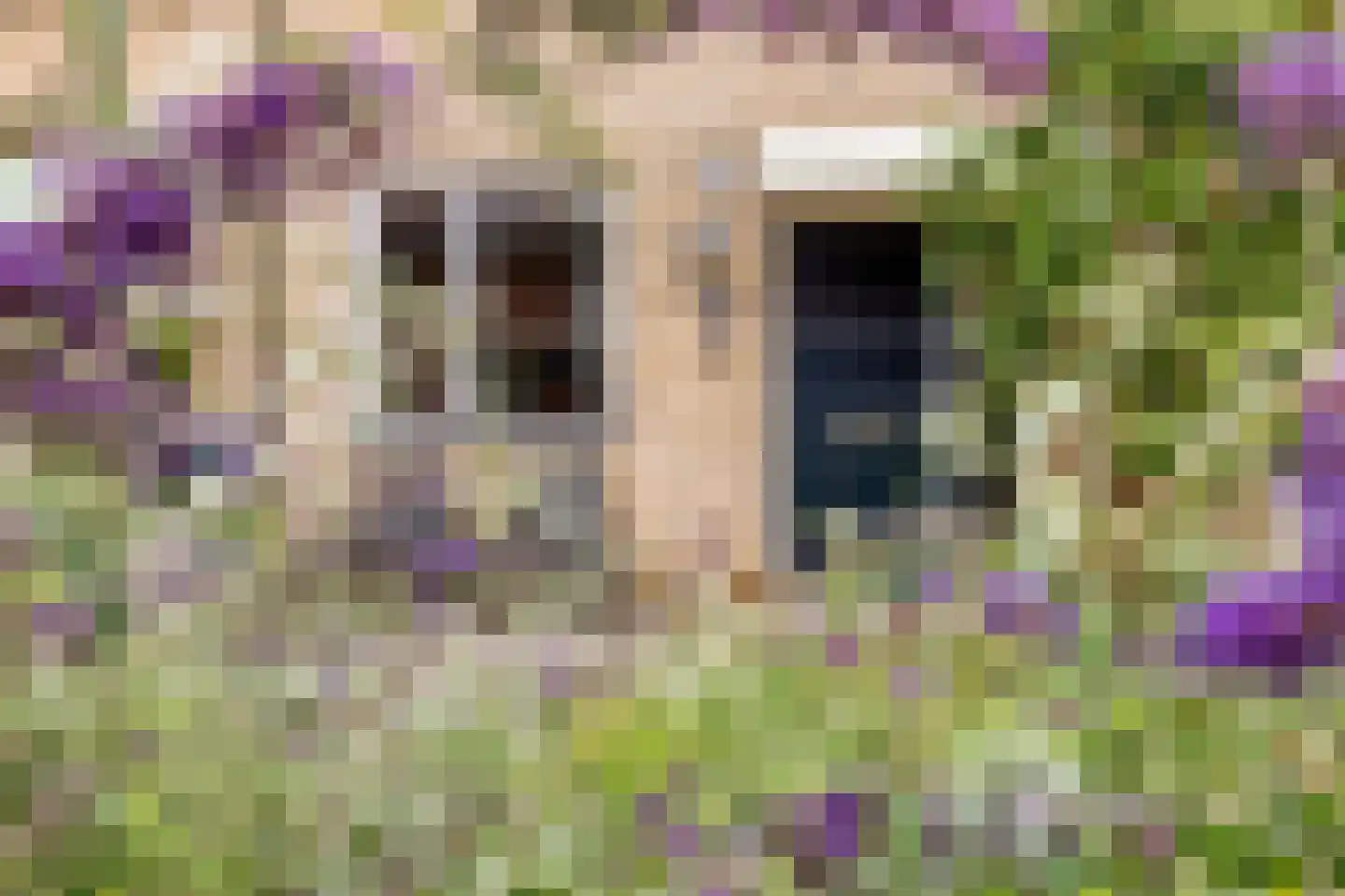 Kamgras 7 Haastrecht thumbnail 7