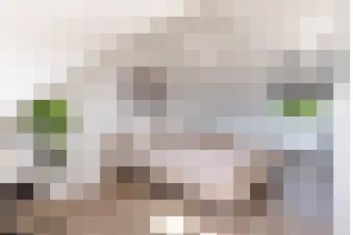 Kamgras 71 Houten thumbnail 41