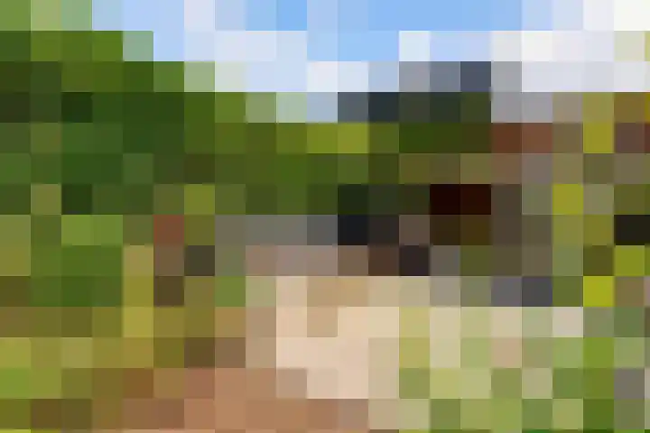 Kamgras 71 Houten thumbnail 49
