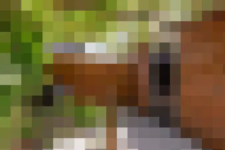 Kamgras 71 Houten thumbnail 54