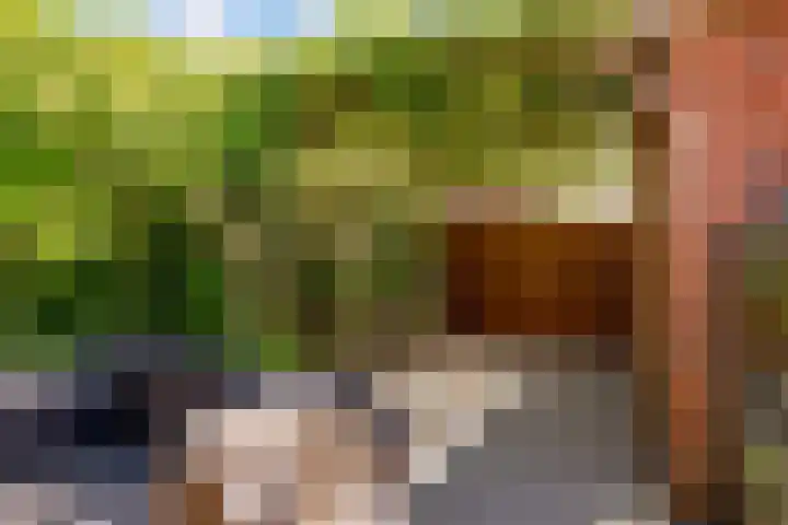 Kamgras 71 Houten thumbnail 57