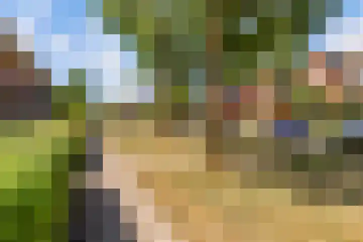 Kamgras 71 Houten thumbnail 65