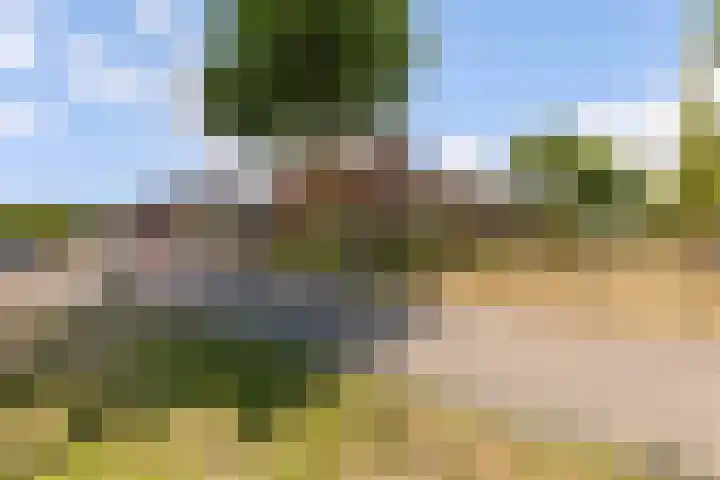 Kamgras 71 Houten thumbnail 68