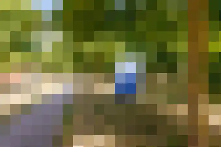 Kamgras 71 Houten thumbnail 69