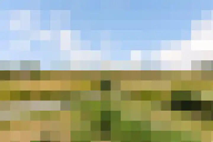 Kamgras 71 Houten thumbnail 72