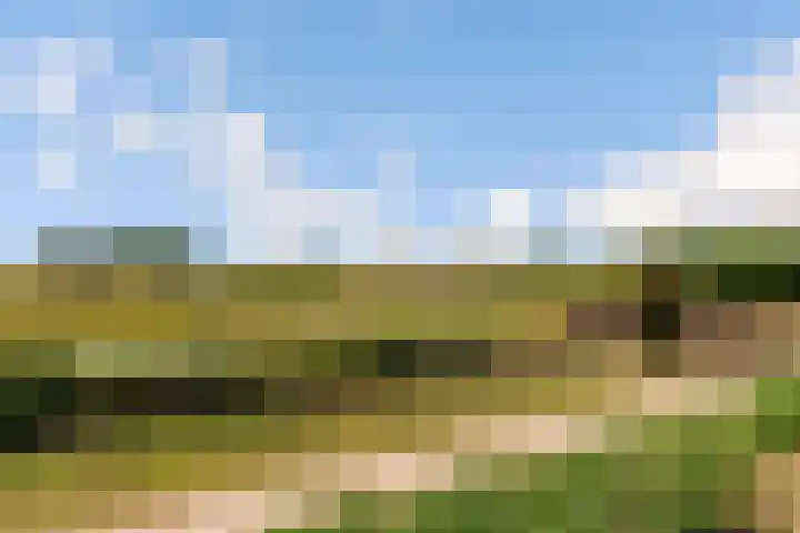 Kamgras 71 Houten thumbnail 73