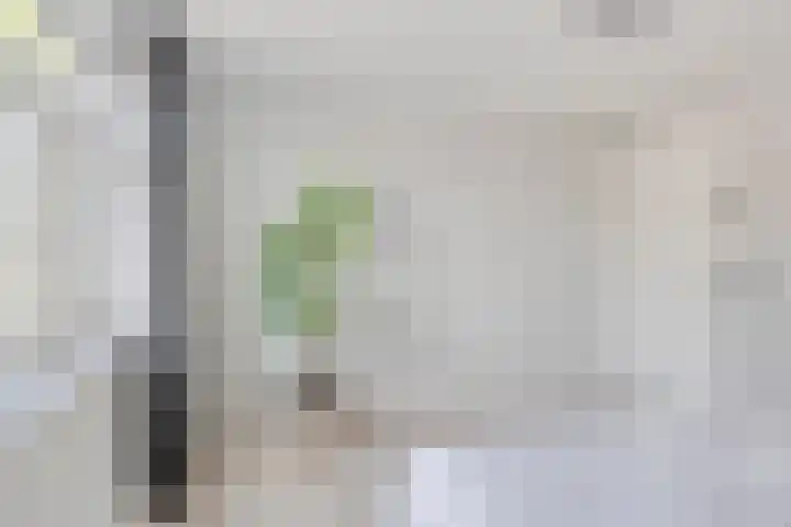 Kamille 1 Bladel thumbnail 29