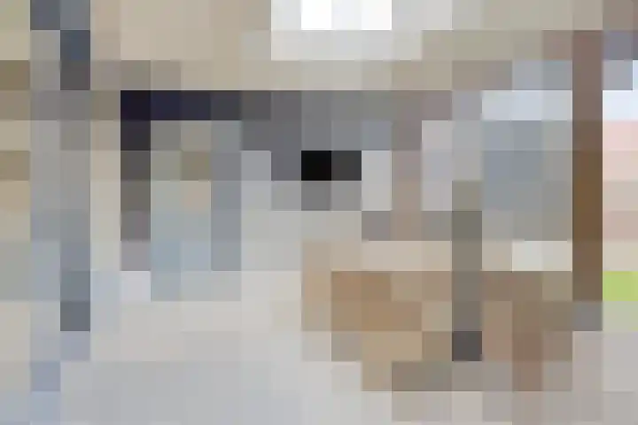 Kamille 1 Bladel thumbnail 45