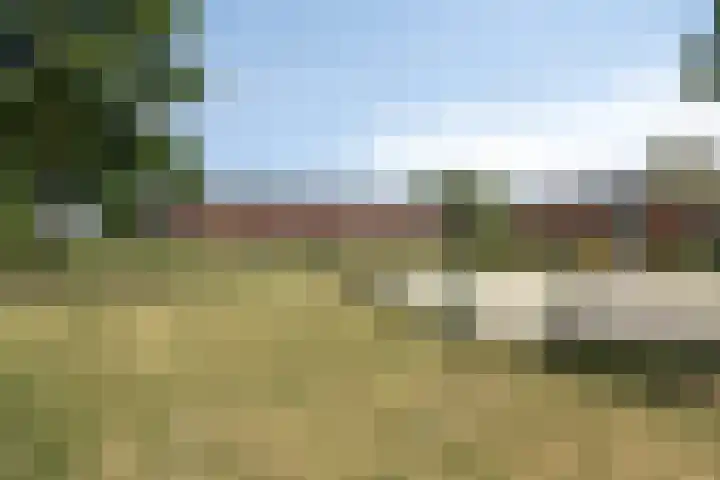 Kamille 1 Bladel thumbnail 52