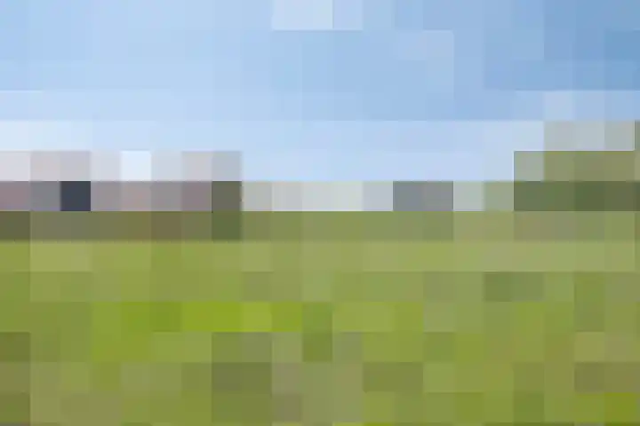 Kamille 10 Asten thumbnail 40