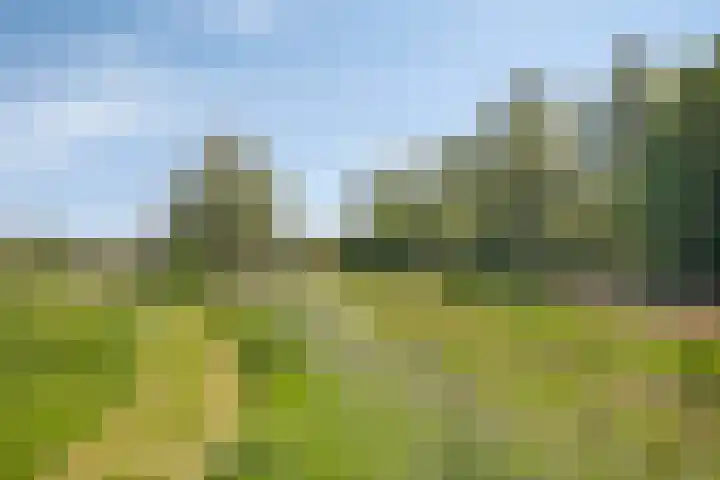 Kamille 10 Asten thumbnail 41
