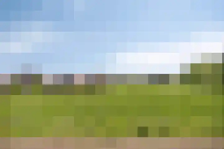 Kamille 10 Asten thumbnail 42