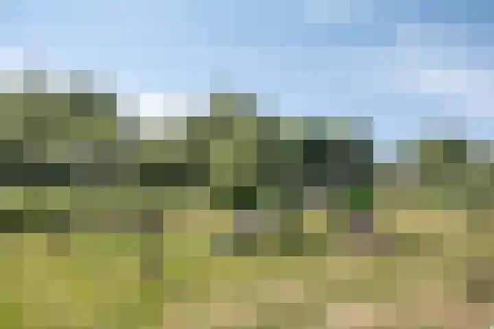 Kamille 10 Asten thumbnail 43