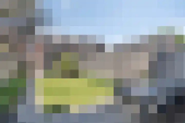Kamille 10 Asten thumbnail 5